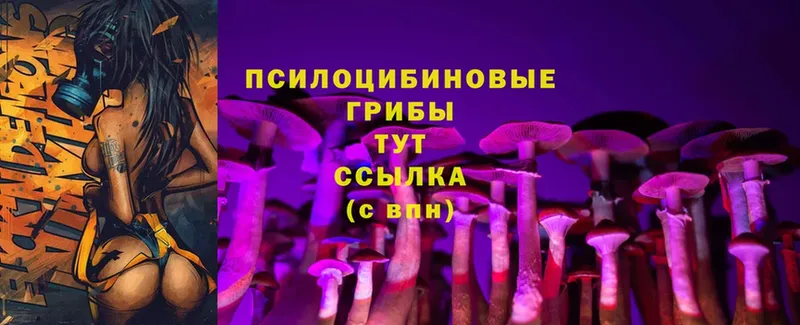 Псилоцибиновые грибы Cubensis  Кирс 